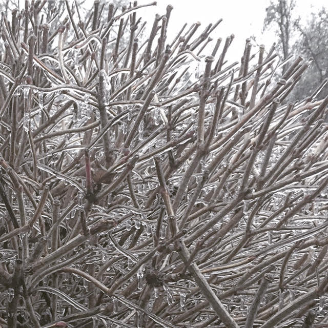 A bush in my front yard was engulfed by ice in what I'm dubbing Oregon's ice storm of the century!