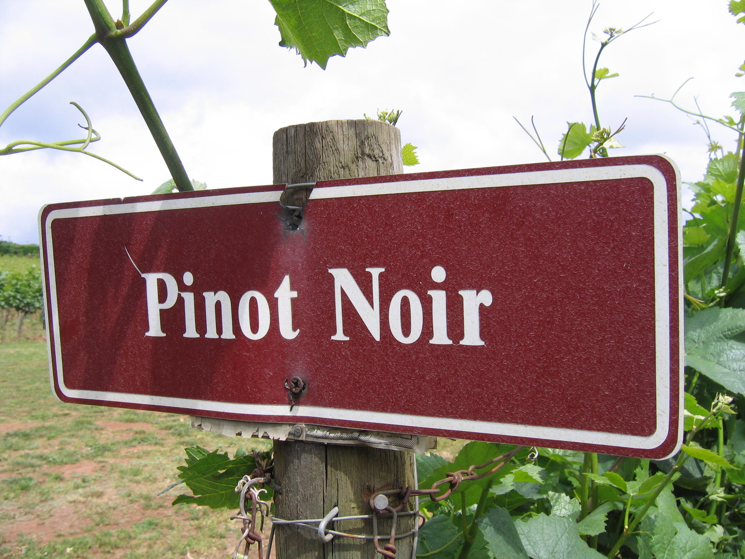 Drink Now: 2009 Oregon Pinot Noirs