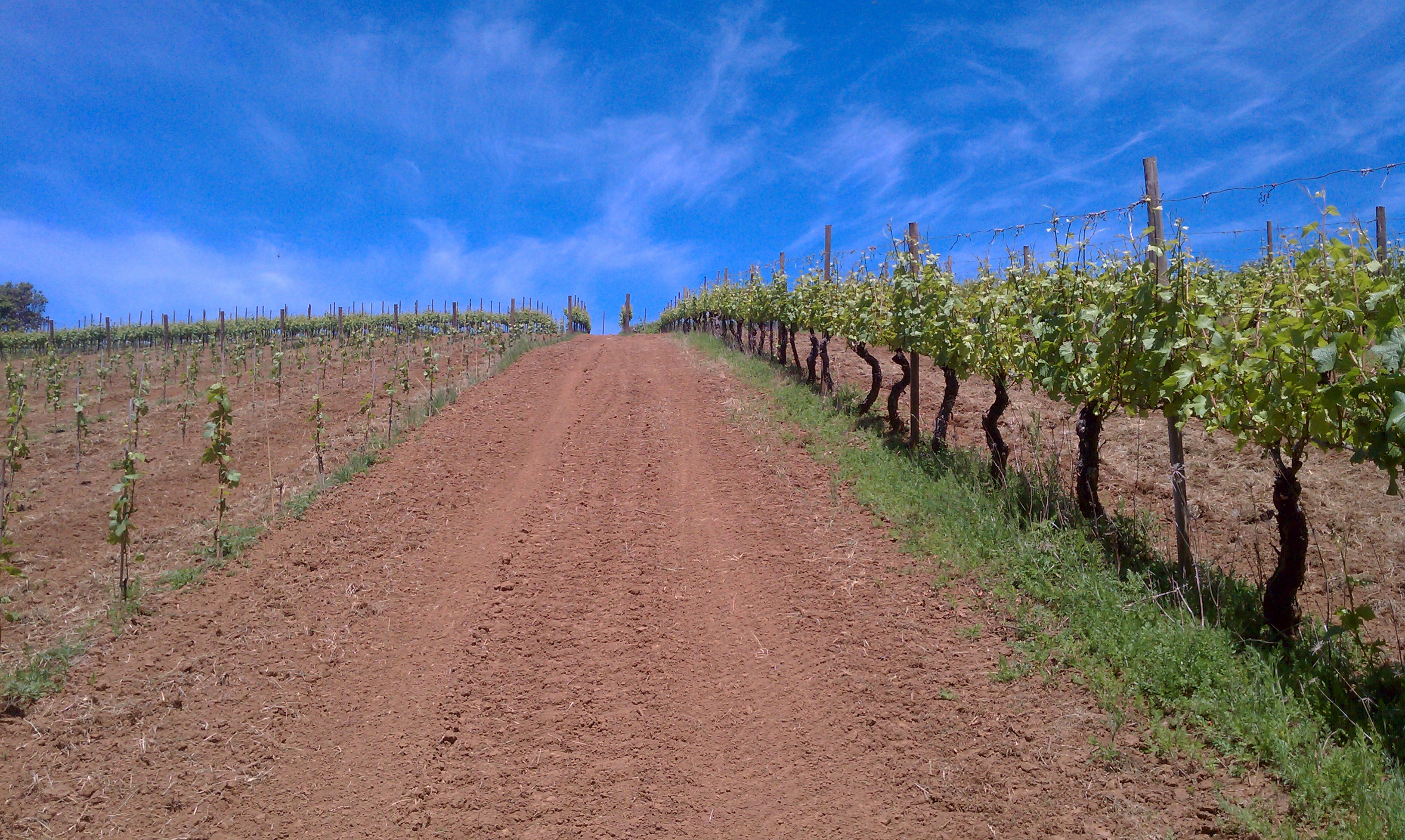 Winemaker Tasting and Vineyard Tour: LaVelle Vineyards