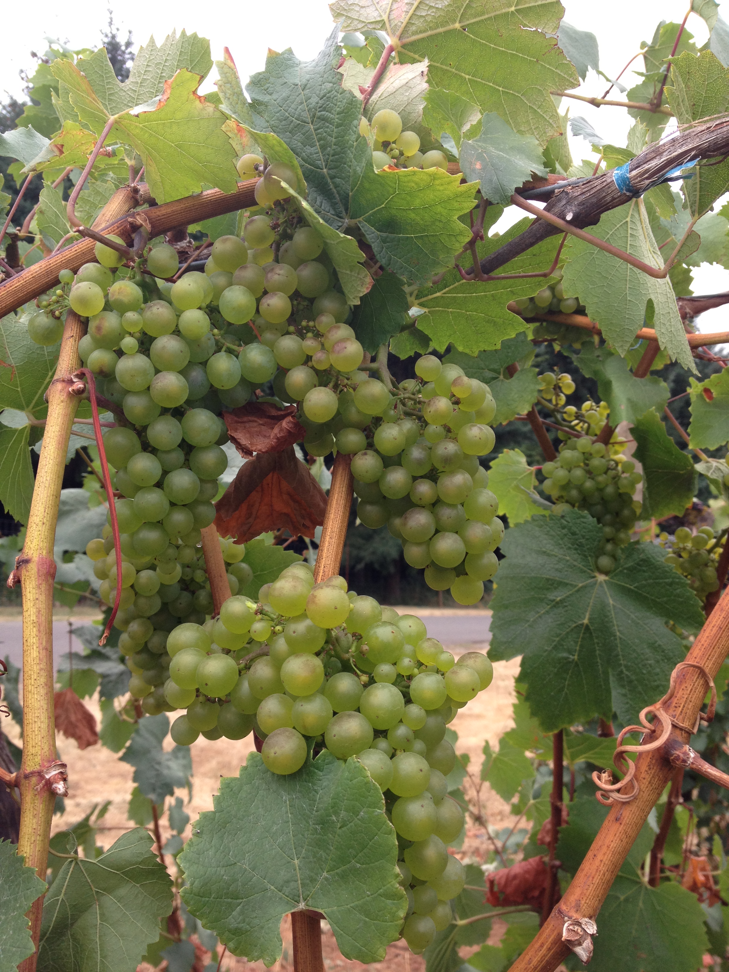 Cream of the Crop Chardonnay, Oregon Style