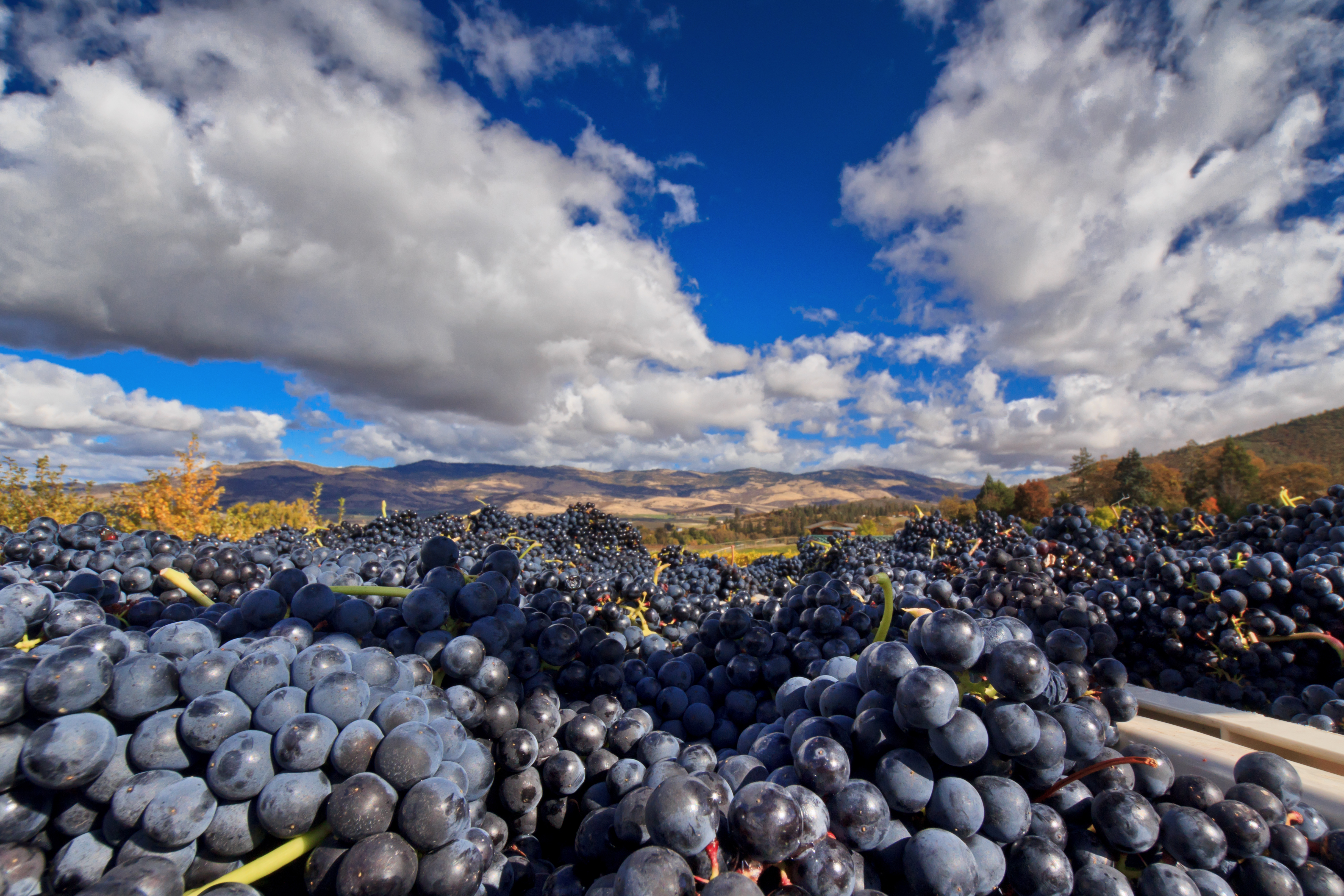 Oregon Wine Harvest Media Tour Sept. 18-21