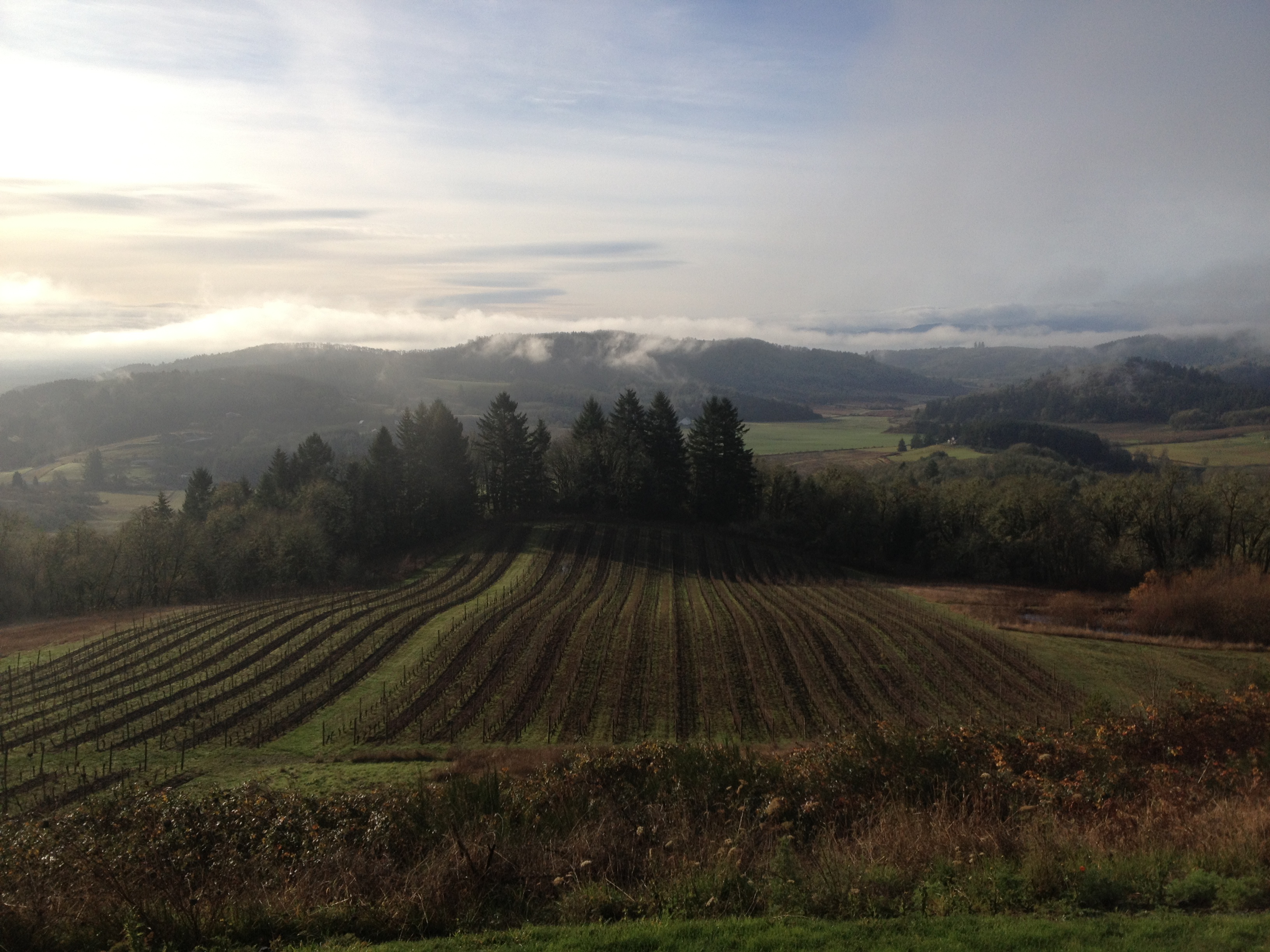 Adventures in McMinnville & Yamhill-Carlton AVAs