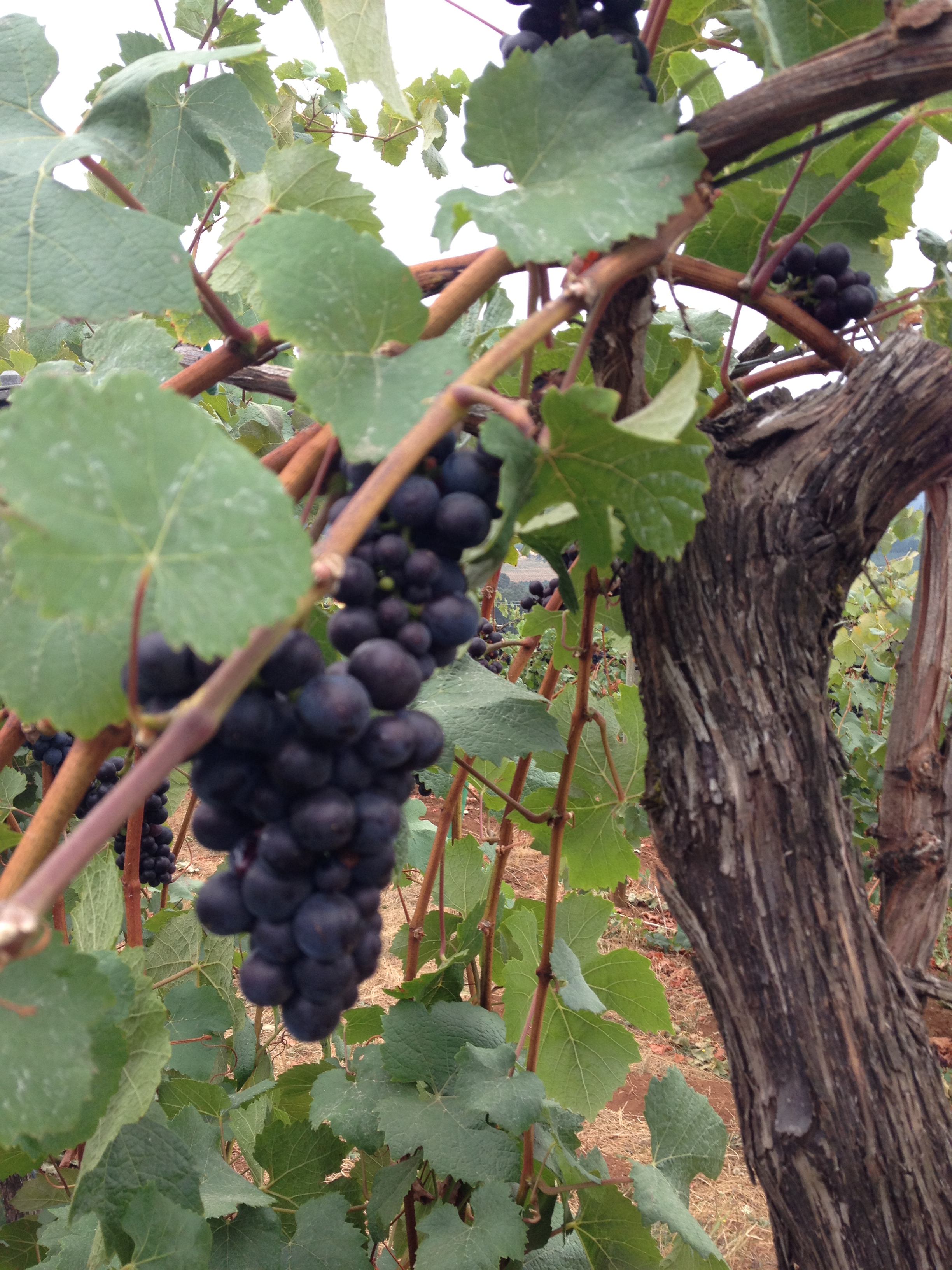 Oregon Pinot Noir