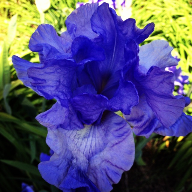 The Divine Iris In My Back Yard